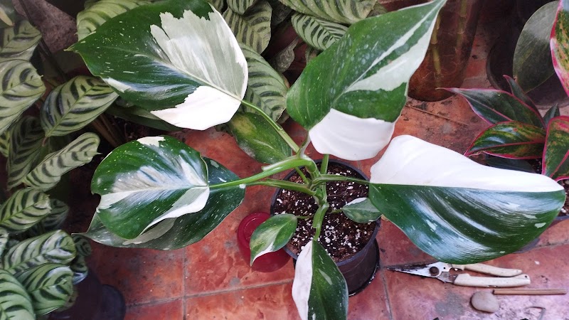 مشتل شريف ابني برشدي