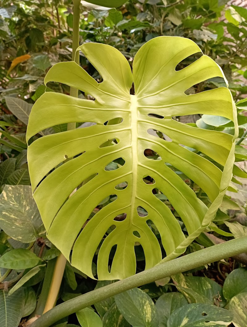 مشتل براديس الشراقوة لنباتات الزينة و الفاكهة - Photo 2
