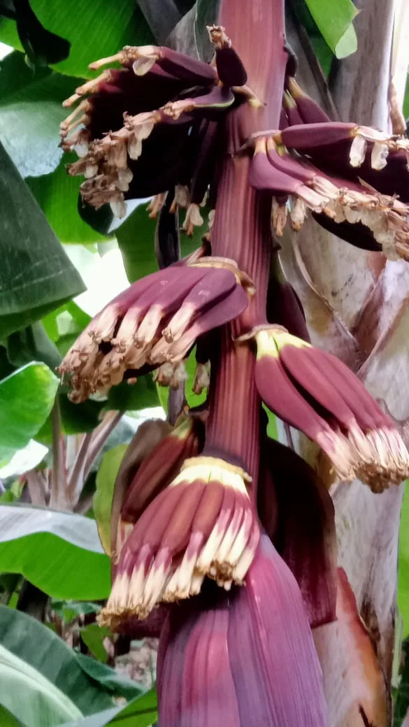 شركة الكنانة زراعة الأنسجة النباتية(ومستلزماتها )-مشاتل فاكهه وزينه - Photo 3