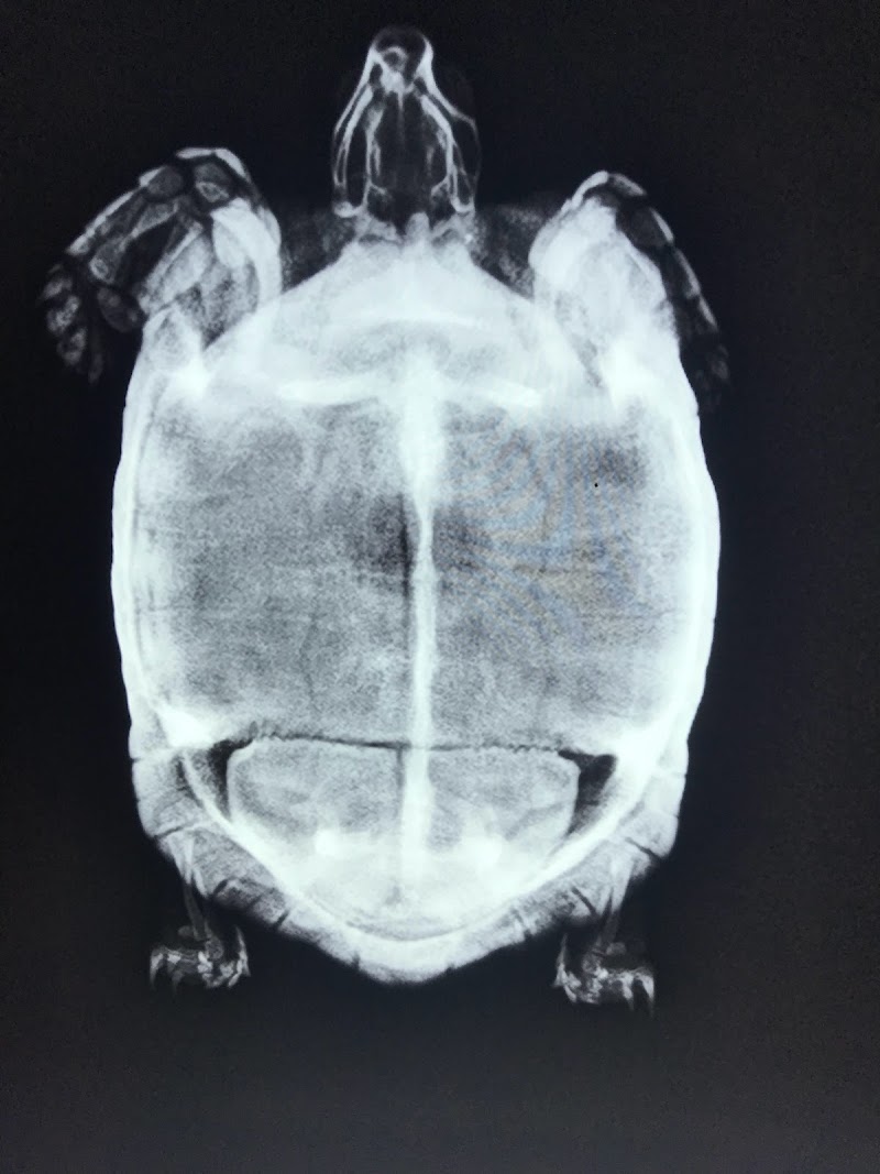 Oodi Vet Clinic - صورة 3