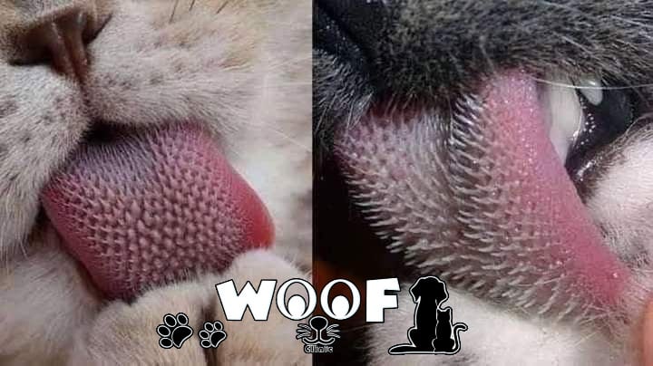 WOOF Clinic - عيادة وسبا ووف للحيوانات الأليفة