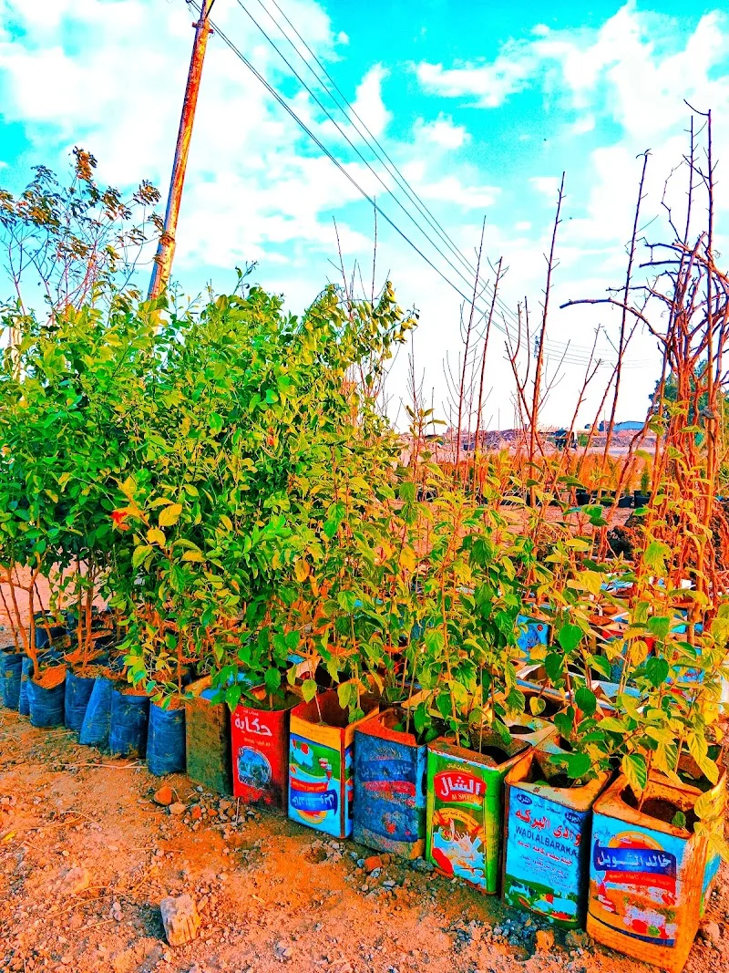 مشتل المنصورة