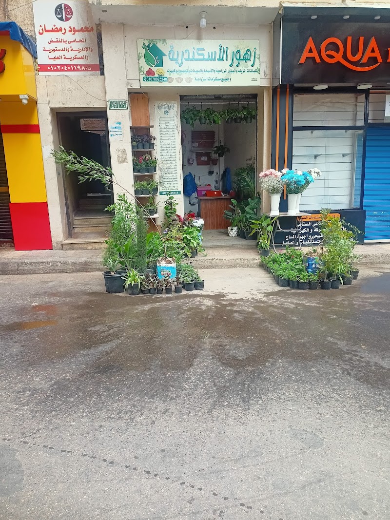 مشتل زهور الأسكندرية - صورة 2