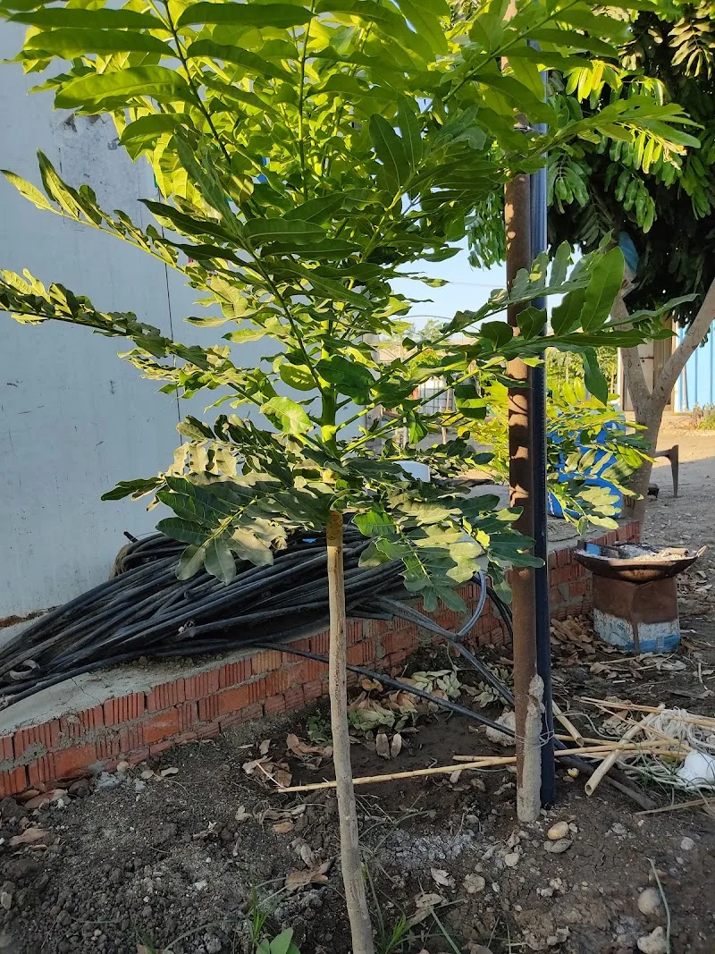 مشتل اشجار الماهوجني الإفريقي