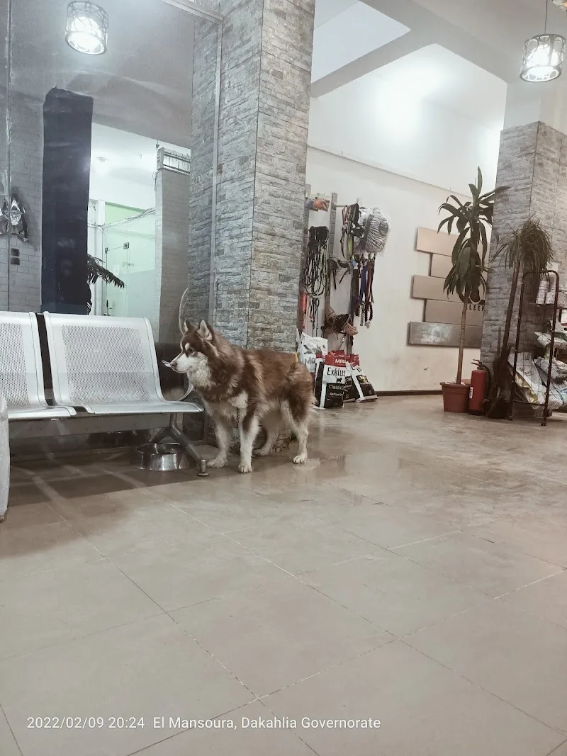 Aleef - د/ سارة سليمان