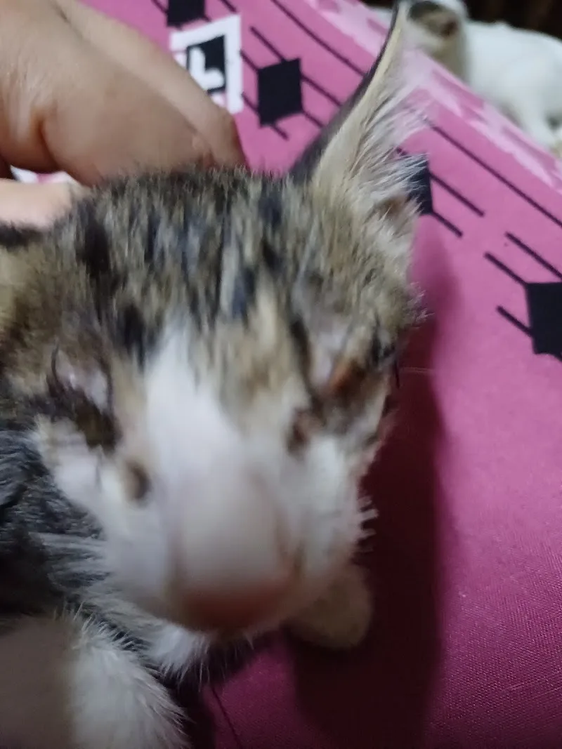 Vet Me Clinic العيادة البيطرية - Photo 3