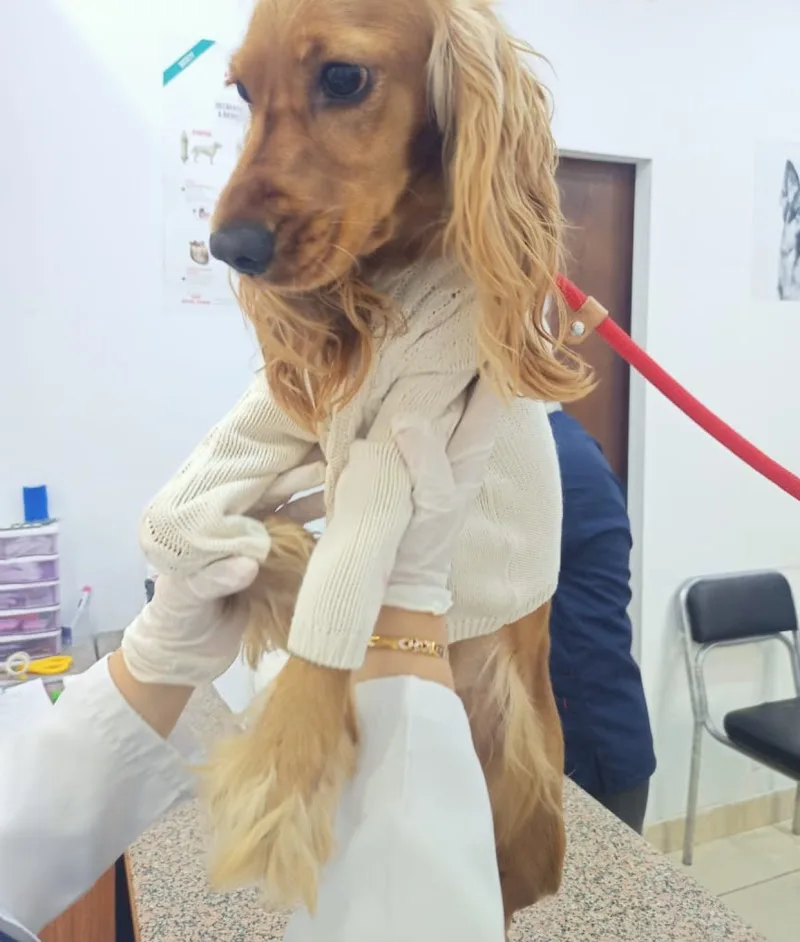 Premium Animal Hospital -New Cairo-First Settlement --مستشفي بيطري التجمع الاول