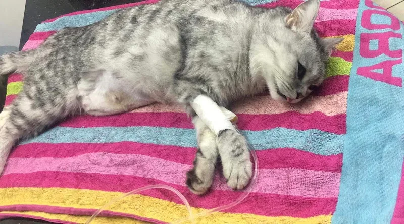 Almotawakkel Pet Center - Photo 2