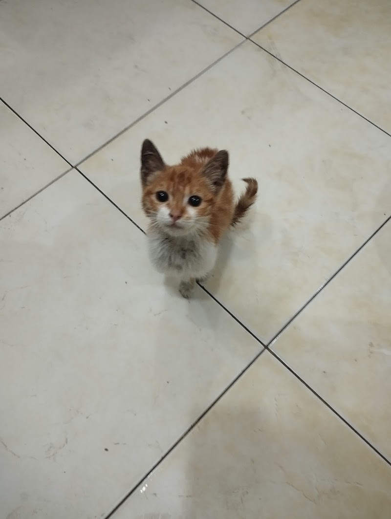 عيادة الاقبال البيطرية - Photo 1