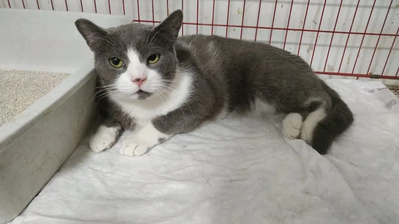 American Vet Center- المركز الأمريكي لطب وجراحه الحيوان - Photo 2