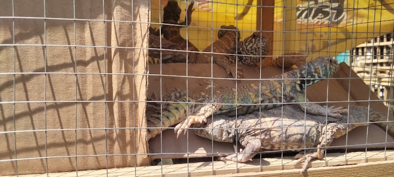 سوق الجمعة للحيوانات والطيورالأليفة - صورة 1