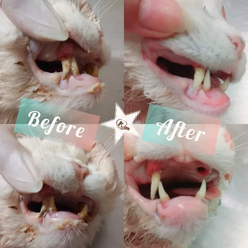 petsi vet clinic عيادة بيطرية - Photo 3