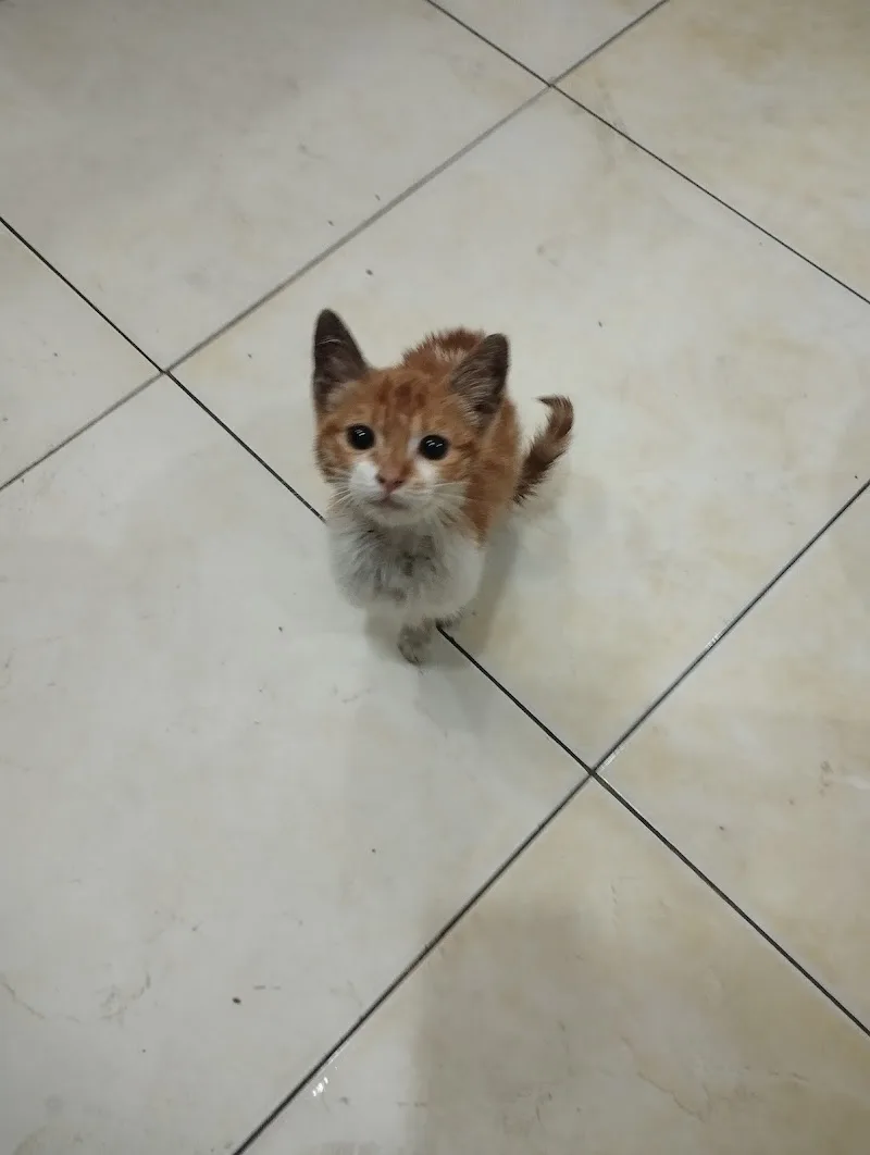 عيادة بيطريه طوارىء الإقبال - صورة 1