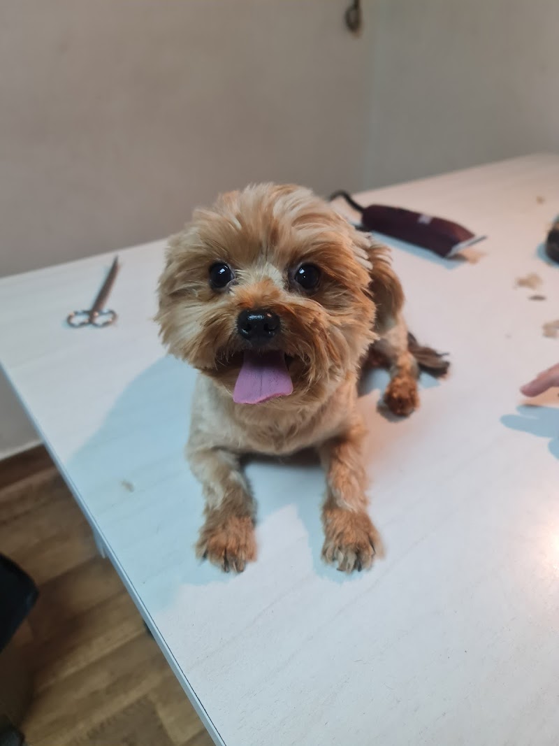 PetCare Clinic - صورة 2