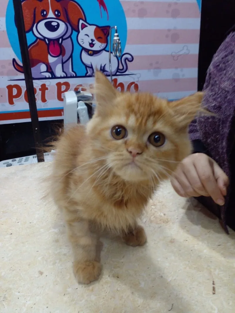 Pet Bombo "pet shop & clinic " Dr Noha Salem - صورة 1