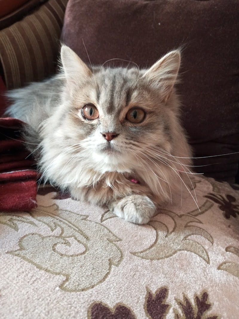 عيادة امازون البيطرية - صورة 1