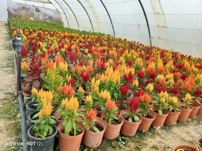 مشتل جرين فارم (زراعة بلكونة) - Photo 1