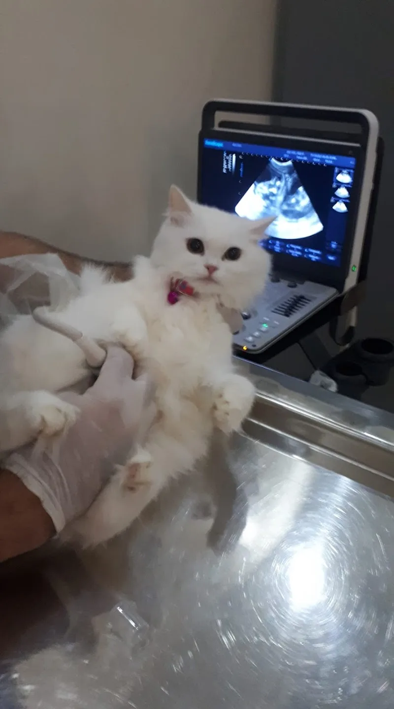 Alfa Veterinary Clinic - Photo 1