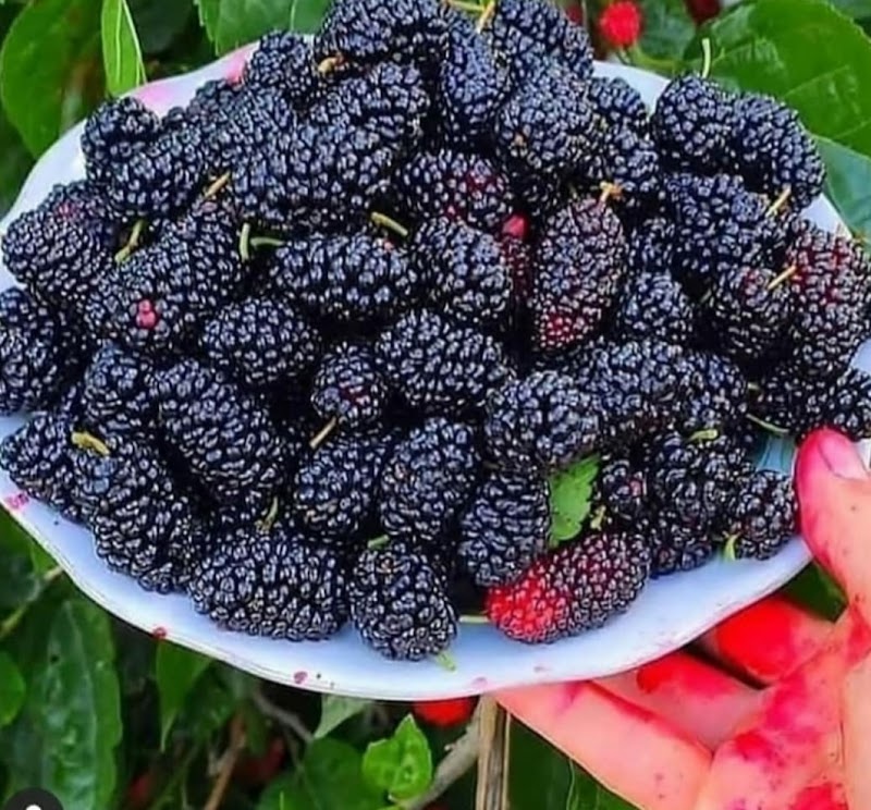 مشاتل الحياة - صورة 1