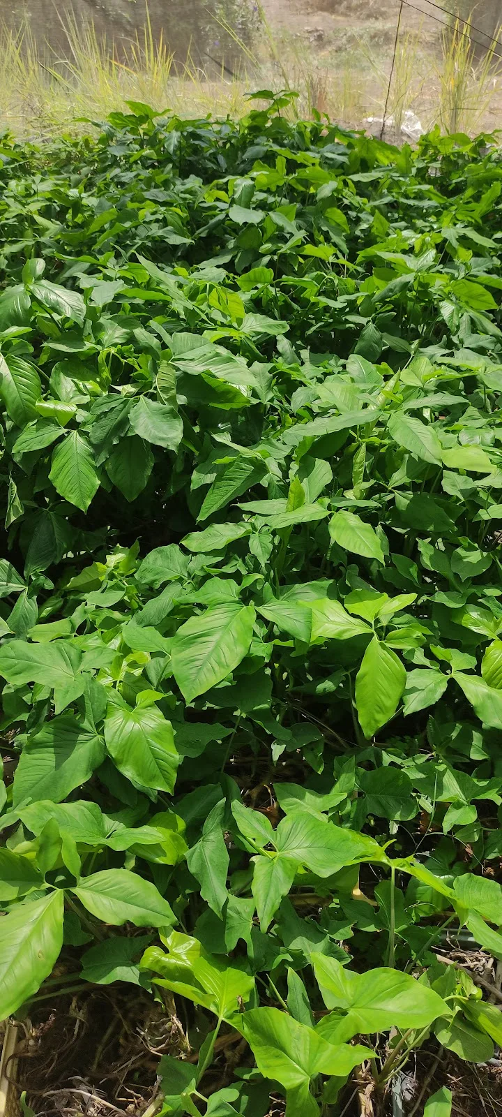 فسيلة - fasila - صورة 1