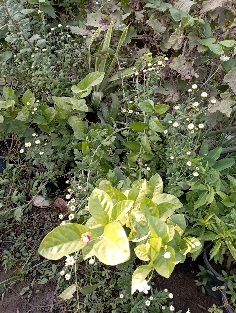 مشتل براديس الشراقوة لنباتات الزينة و الفاكهة - Photo 3