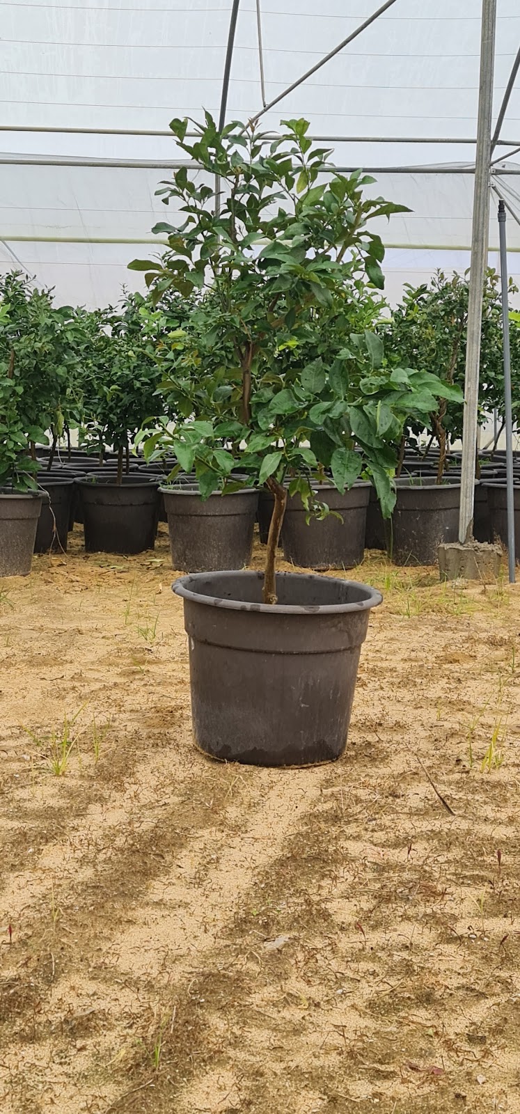 شركة بركات للتنميه الزراعيه - صورة 2