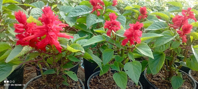 مشتل كلية الزراعه جامعه الاسكندرية - صورة 2