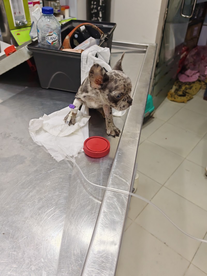 Pet Cure Veterinary Clinic New Cairo - صورة 3