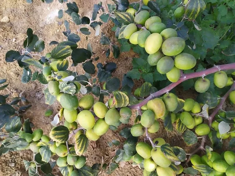 مشاتل الشرقيه - صورة 1