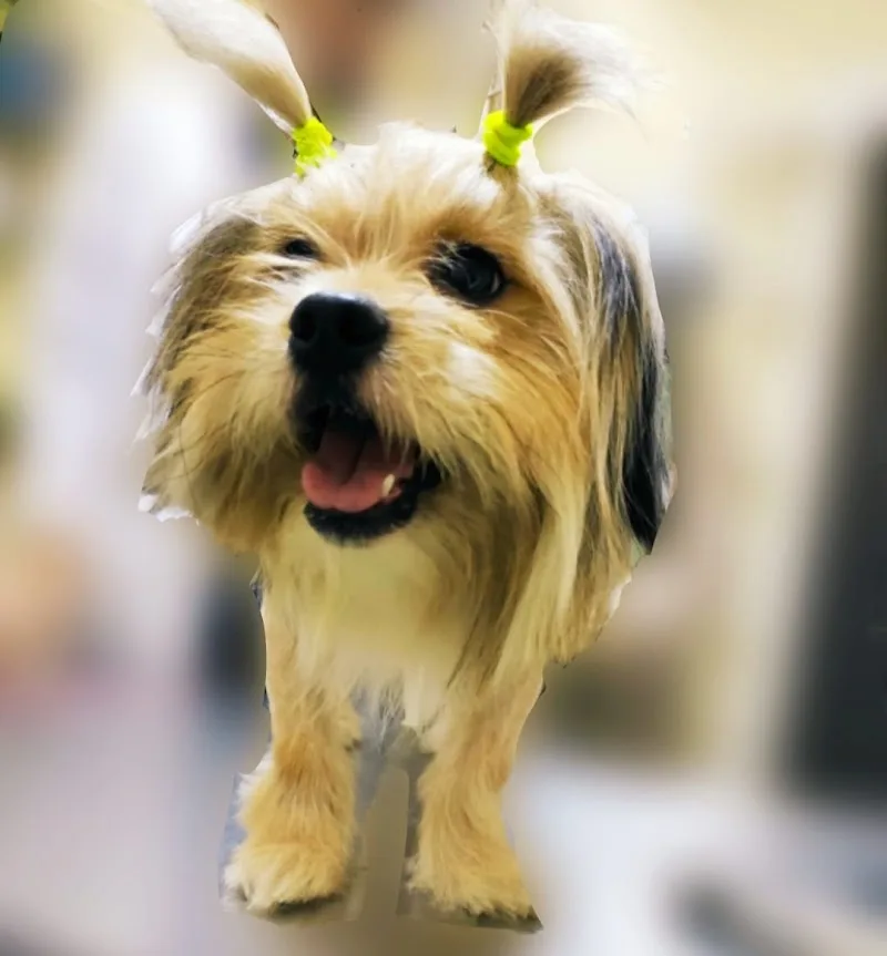 مركز برايم لعلاج الحيوانات الأليفة والطيور - Photo 3