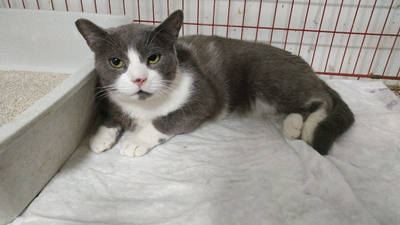 المركز الامريكى لطب وجراحة الحيوان - صورة 2