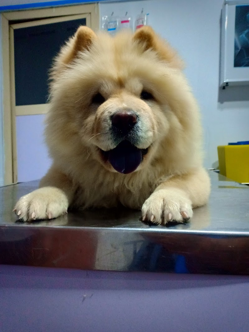 Cats & Dogs Vet Center - صورة 3