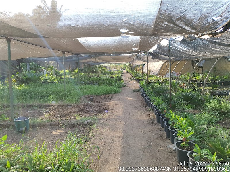 مشتل أبناء شعيشع - Photo 2