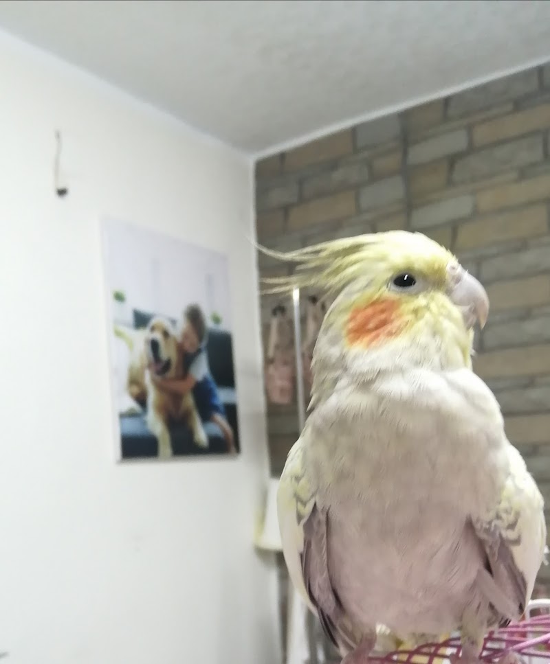 petsi vet clinic عيادة بيطرية - صورة 1