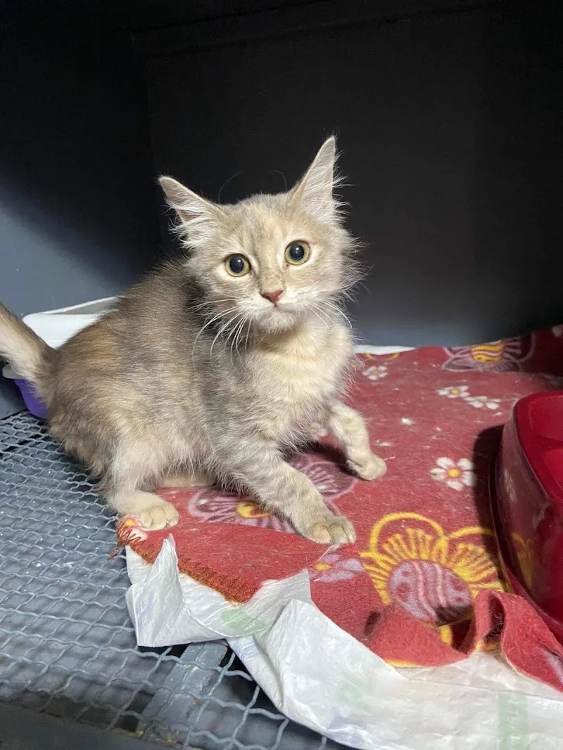 PetCare Clinic