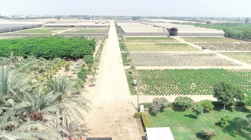 المصرية الألمانية للأنتاج الزراعي