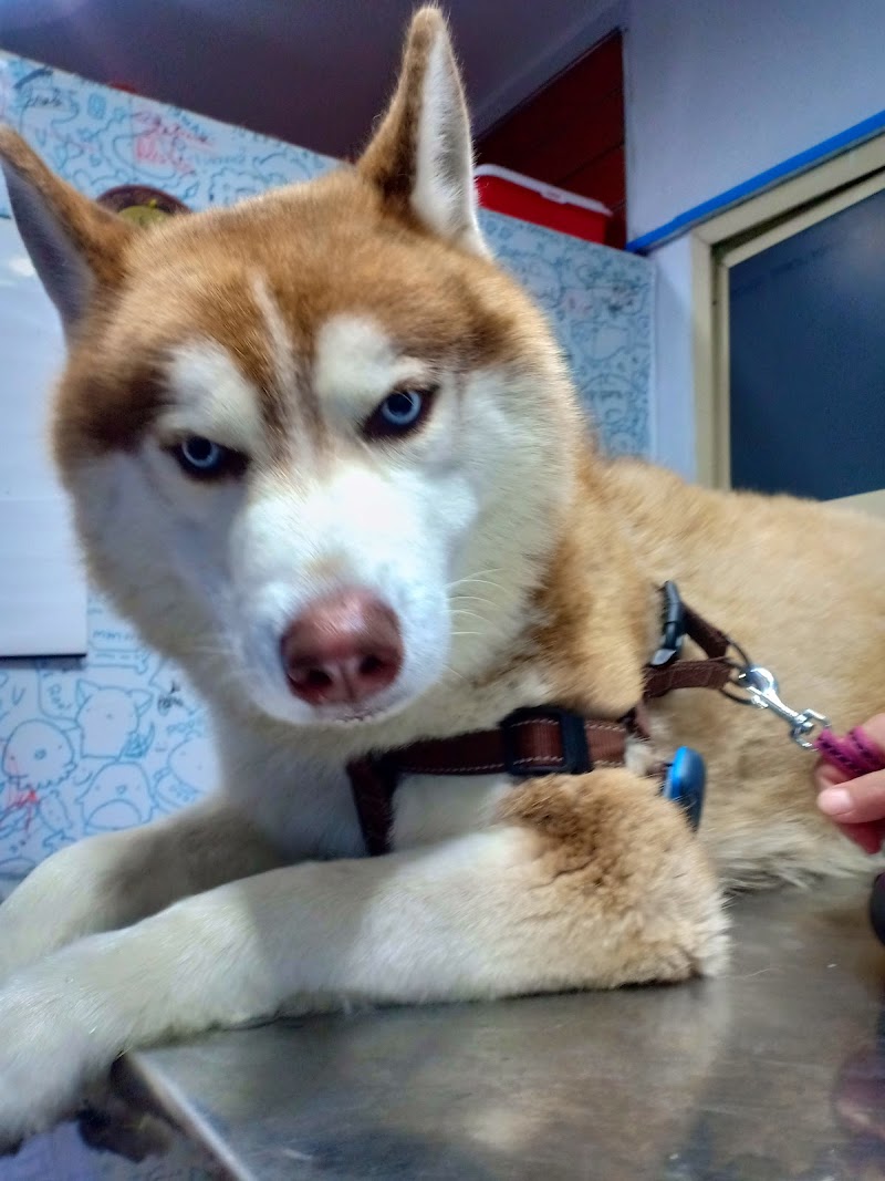 Cats & Dogs Vet Center