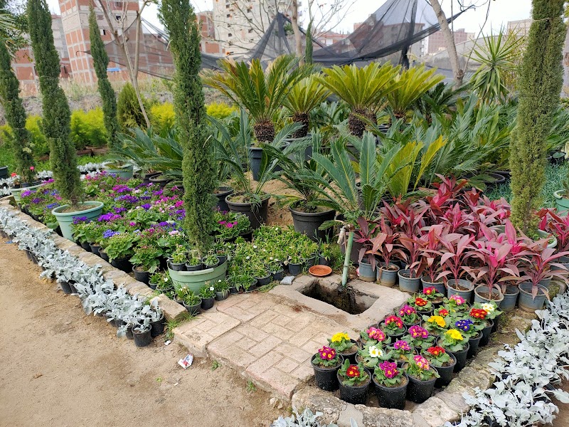الاسكندريه لنبتاتات الزينه. . مشتل نور الاسلام - صورة 2
