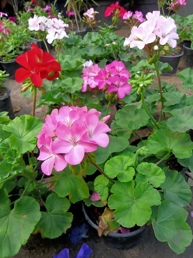 ماتريكس لنباتات الزينه - Photo 2