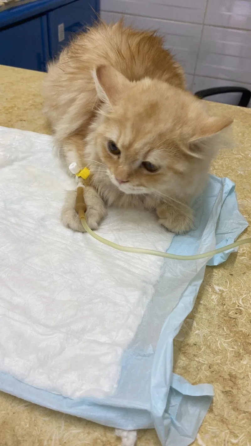 The Ark animal clinic - صورة 2