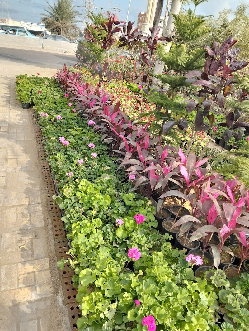 مشتل الاسكندريه