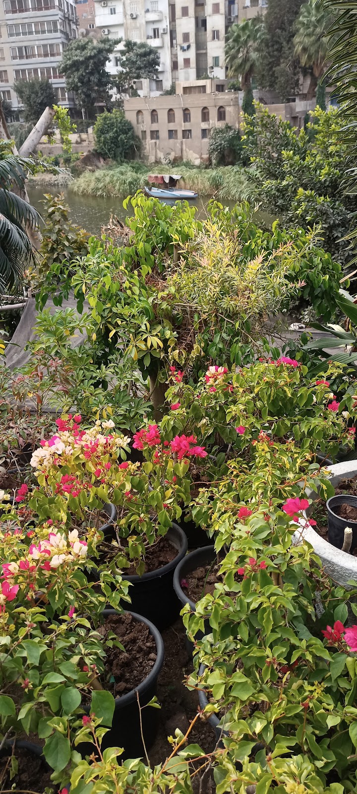 مشتل اللوتس للنباتات الزينة