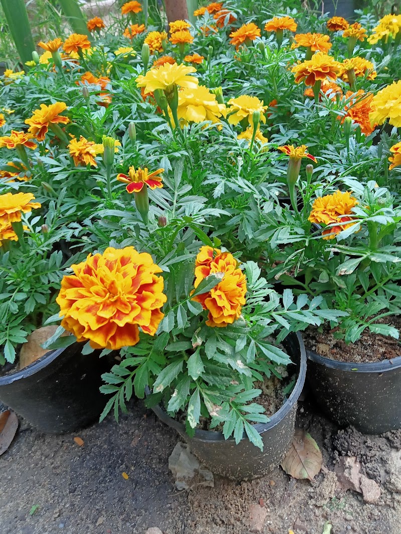 ماتريكس لنباتات الزينه - Photo 3