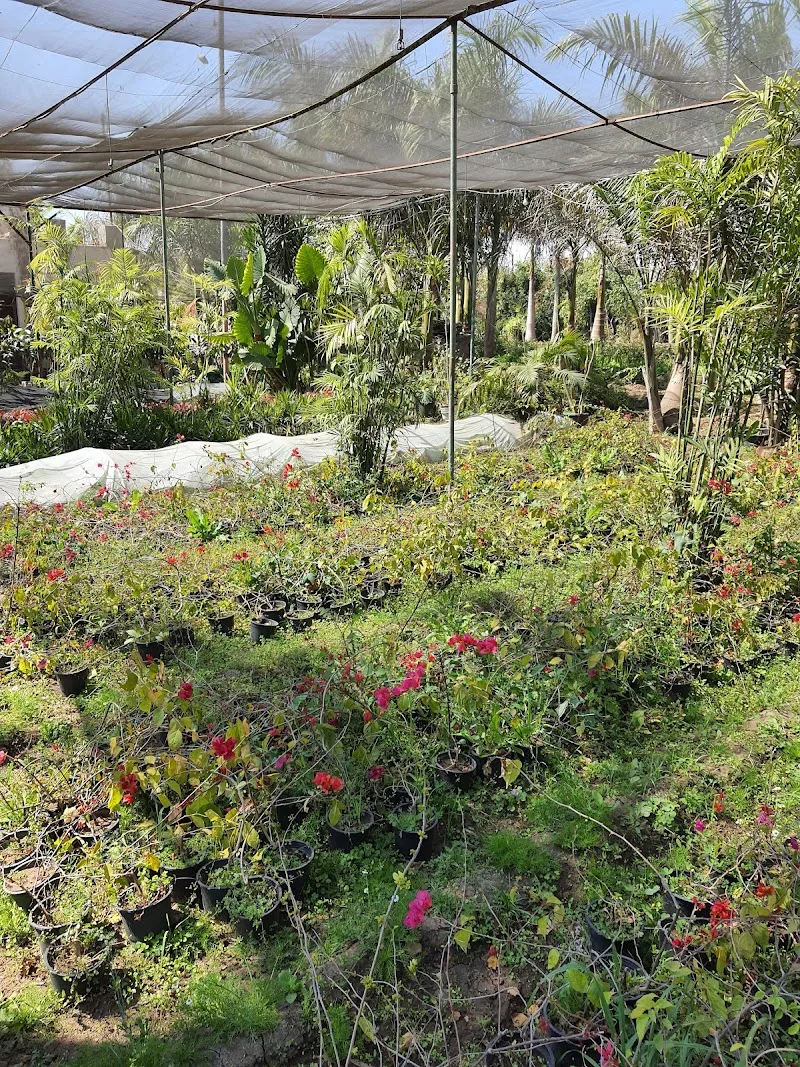 مشاتل القناطر الخيريه لنباتات الزينه - صورة 1