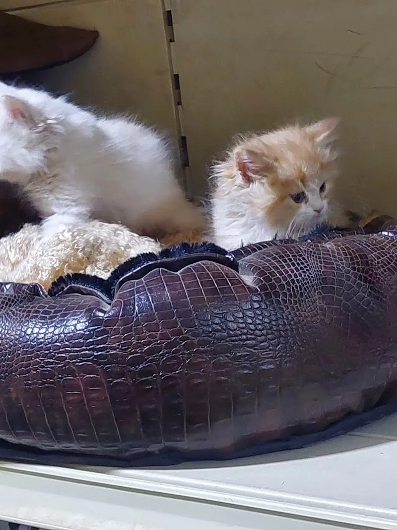 KOKI PETS SHOP AND ANIMAL Care - صورة 3