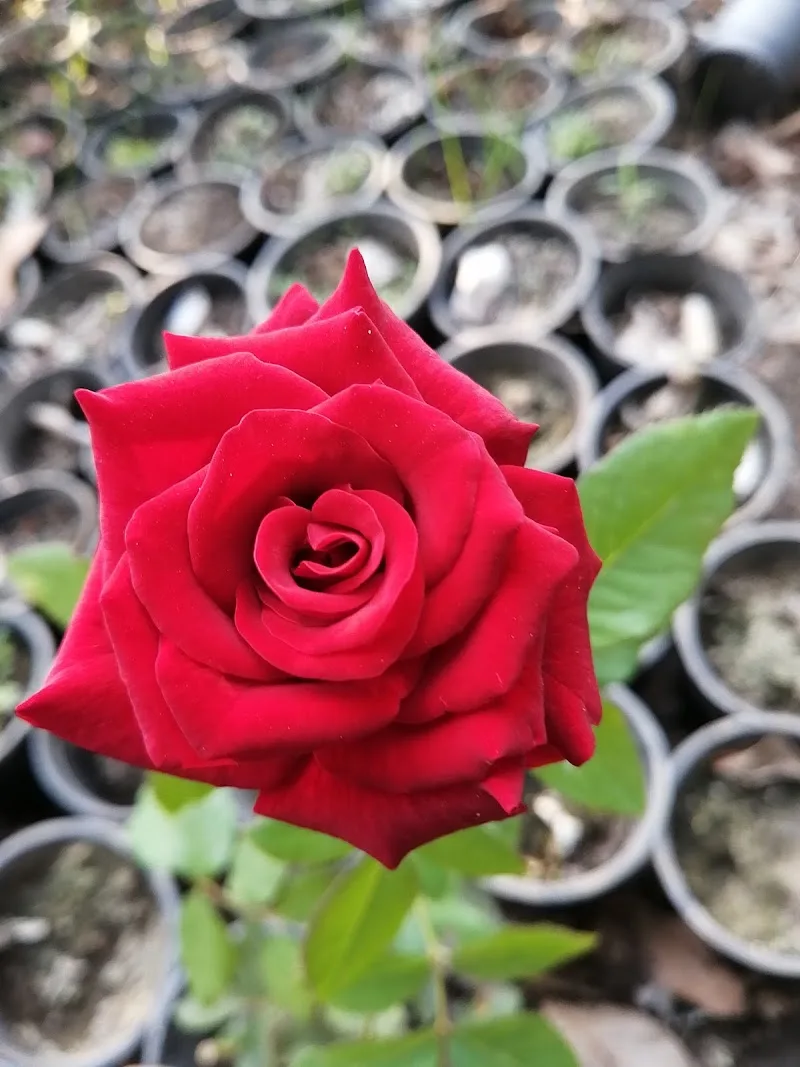 Al Gazera Nursery مشتل الجزيرة