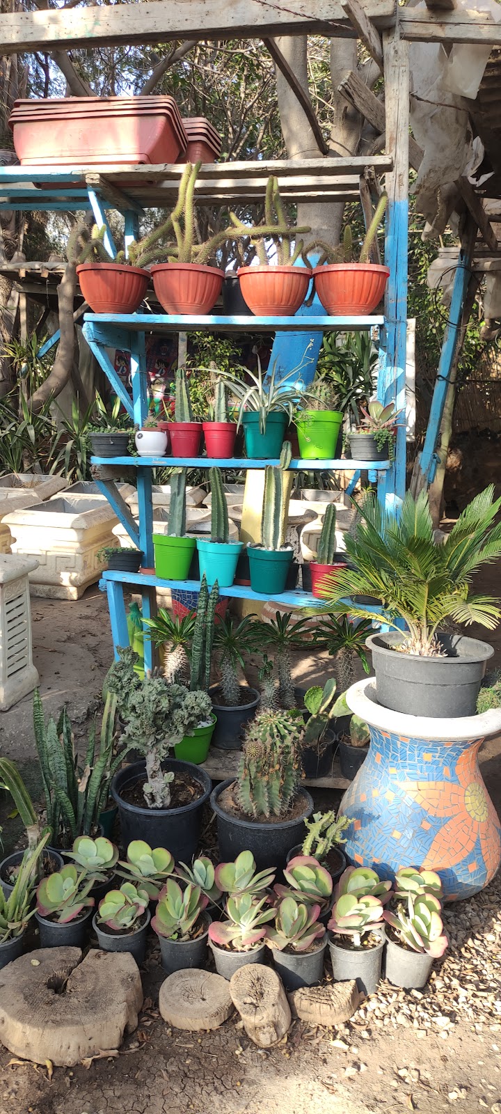 مشتل داليا لاند سكيب -Plant nursery Dalia for land scape - Photo 3