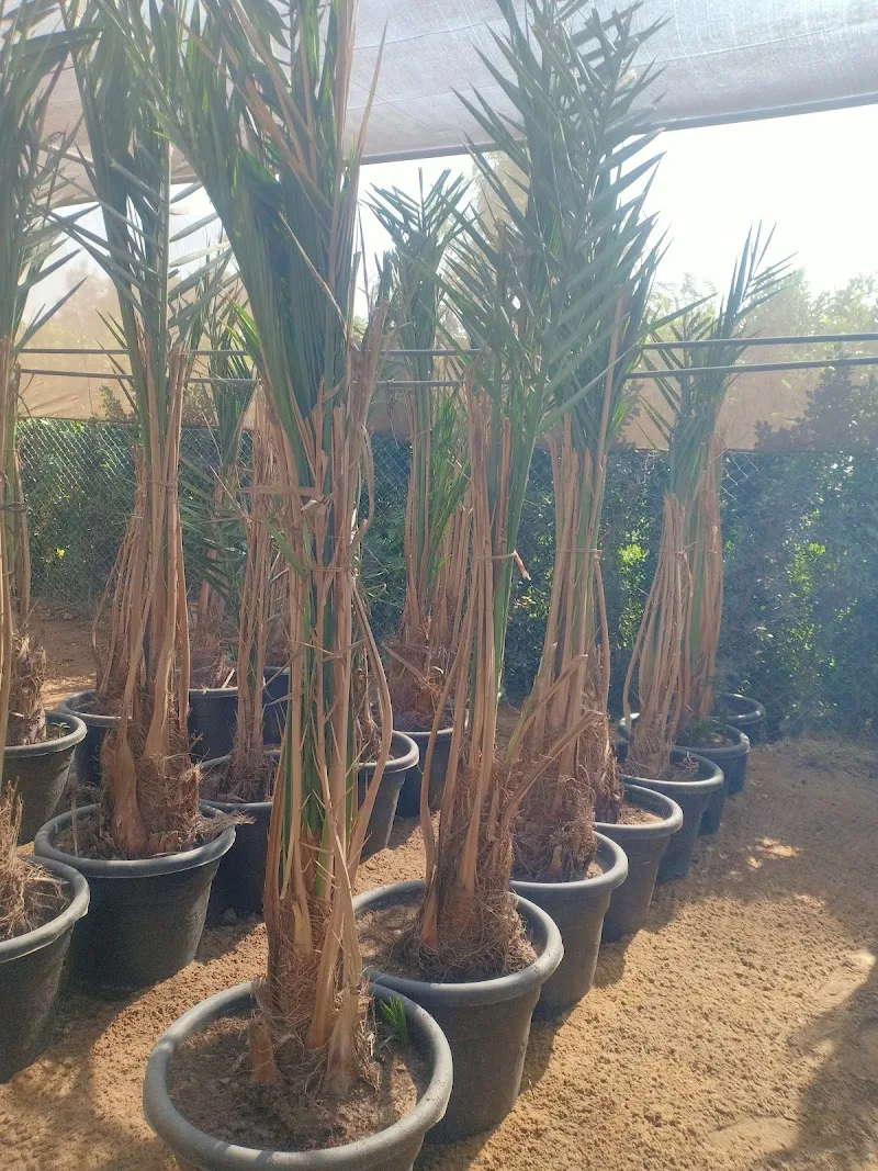 الدولية للشتلات - صورة 1