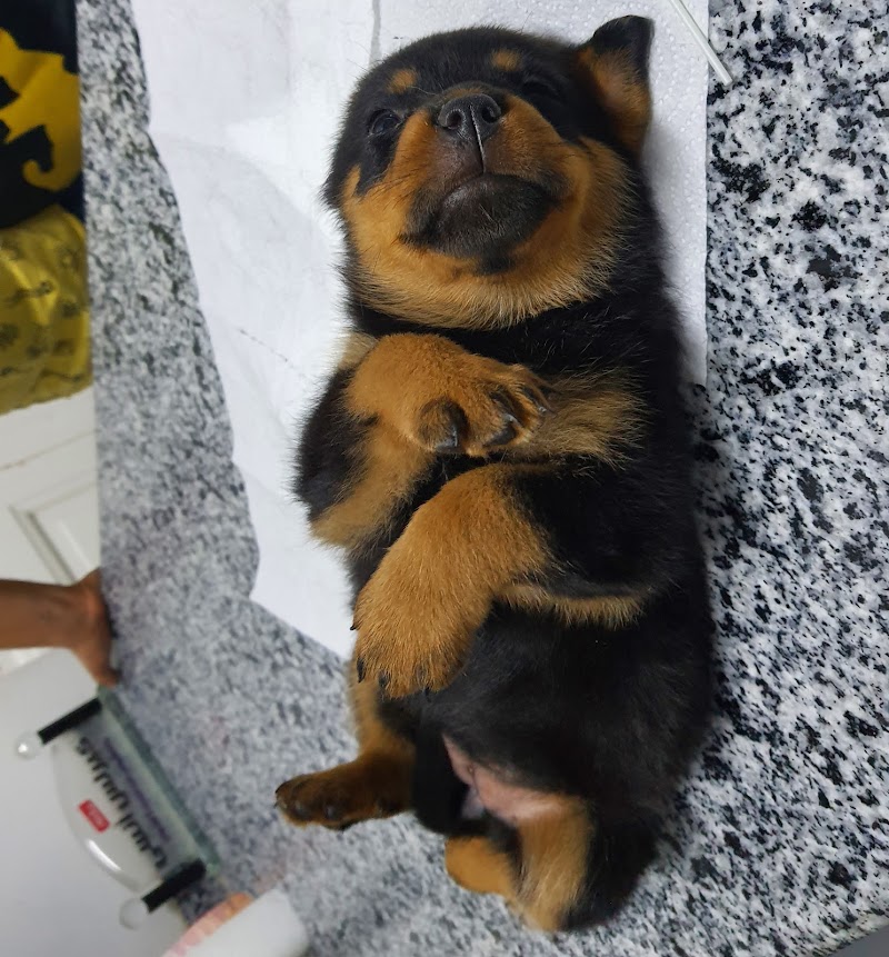 save pets clinic - Photo 2