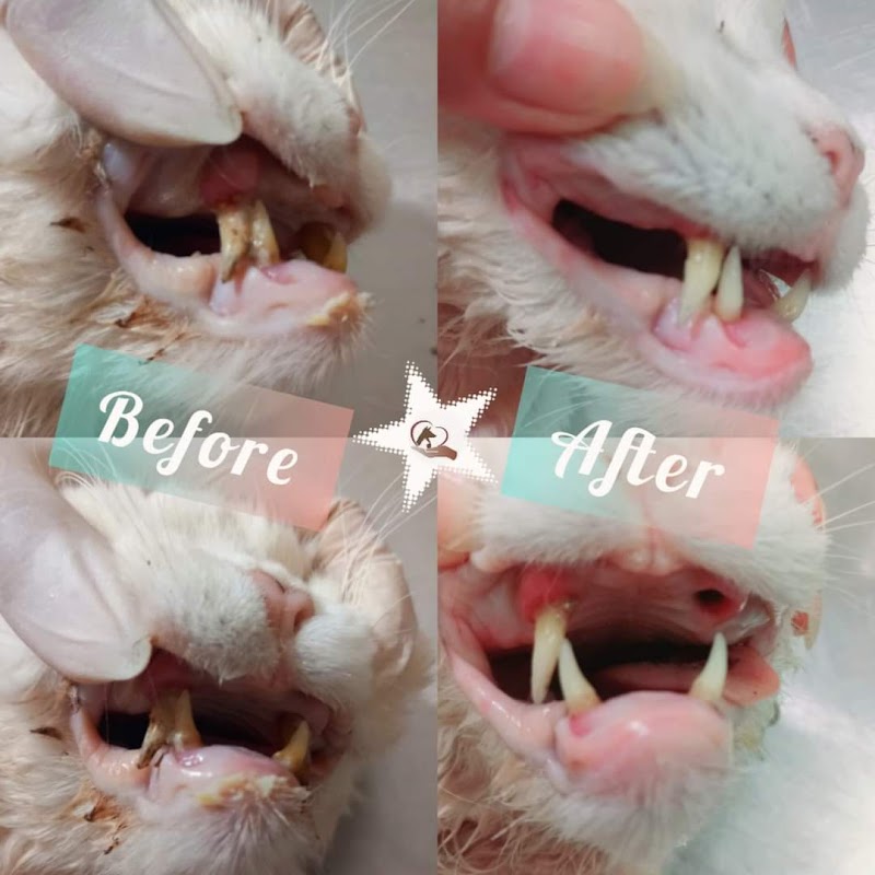 petsi vet clinic عيادة بيطرية - صورة 3